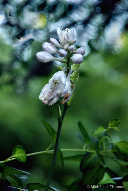 Hosta Flowers in the Wind !