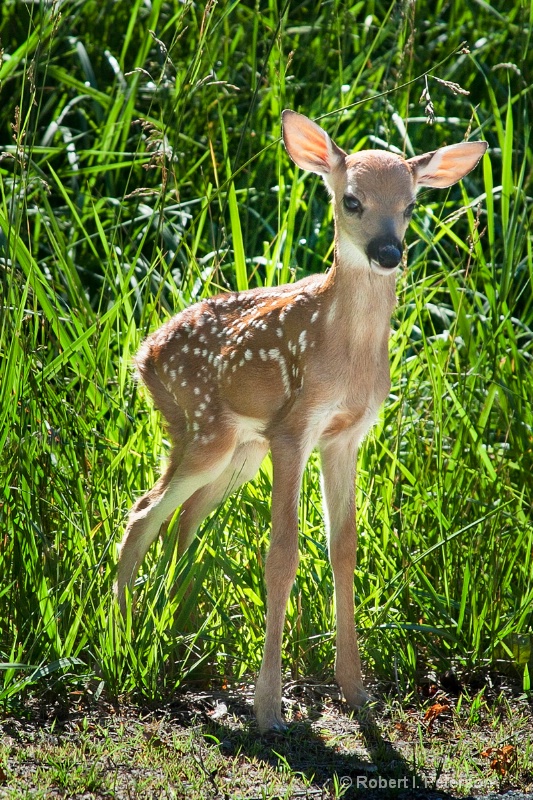 w...fawn at roadside