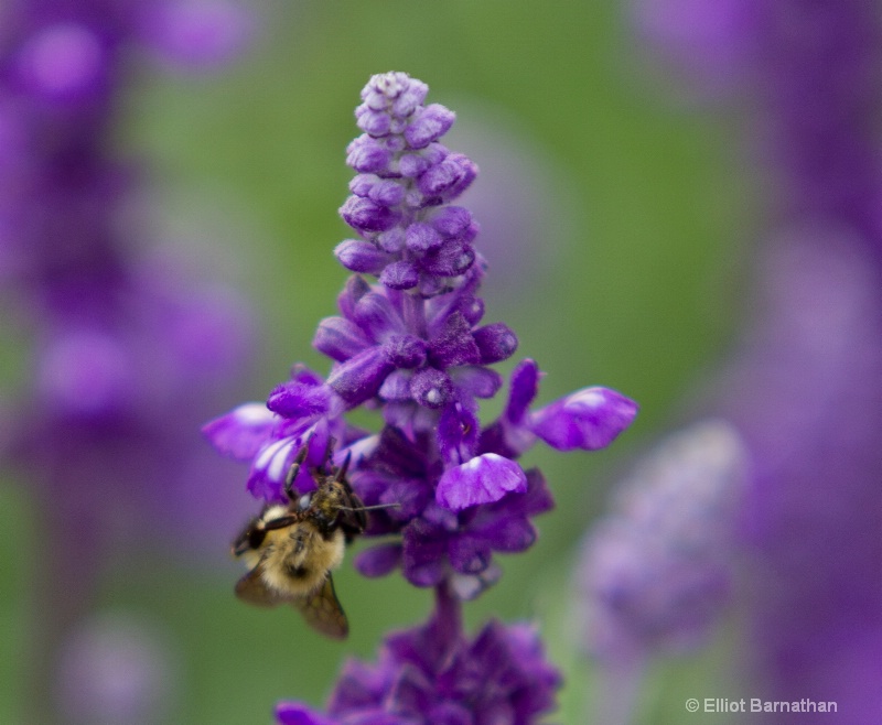 Summer Flowers 10