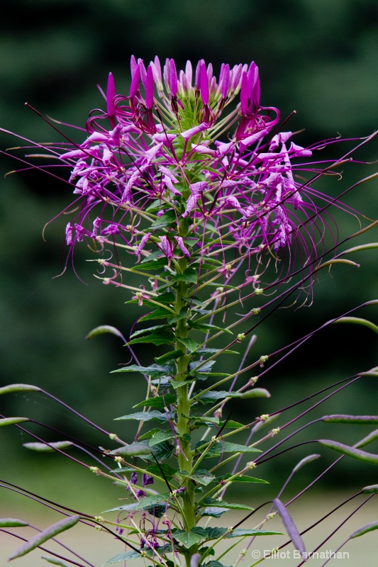 Summer Flowers 9