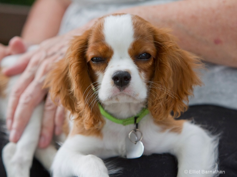 Puppy Portrait