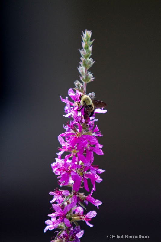 Summer Flowers 5