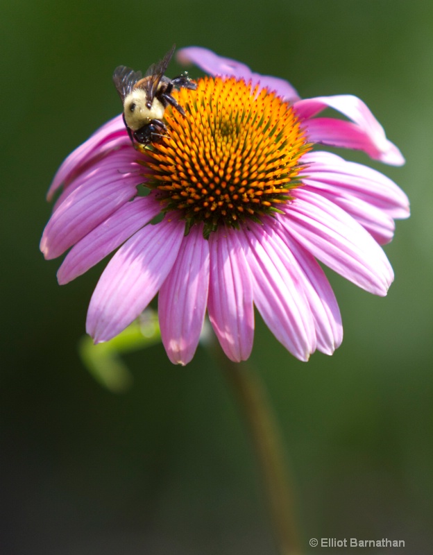 Summer Flowers 4