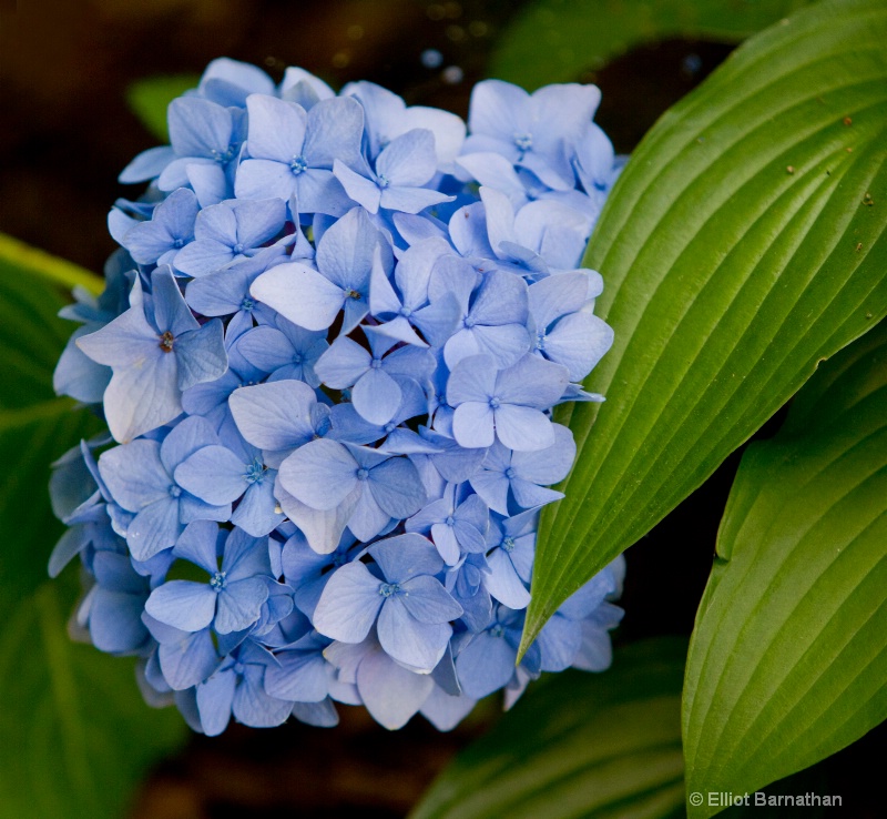 Summer Flowers 3