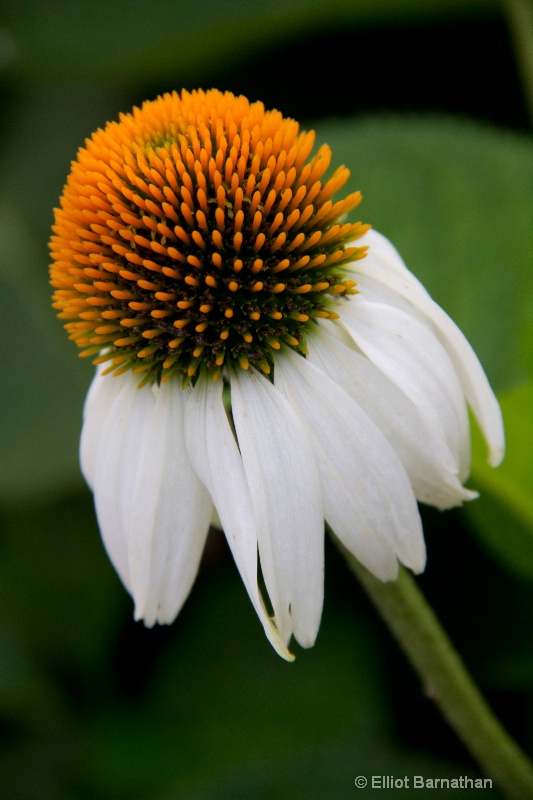 Summer Flowers 2