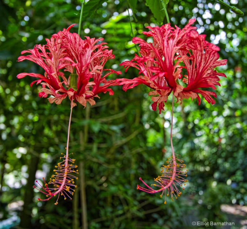 Missouri Botanical Gardens 51