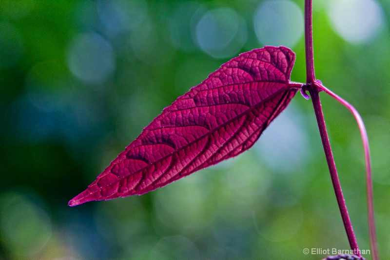 Missouri Botanical Gardens 37