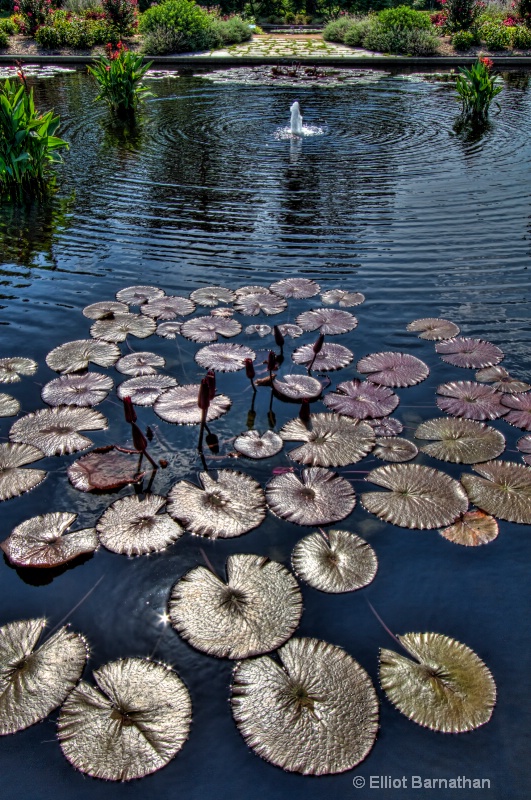 Lilly Garden in Forest Park 30