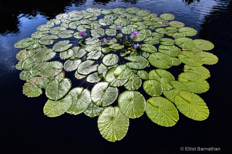 Lilly Garden in Forest Park 29