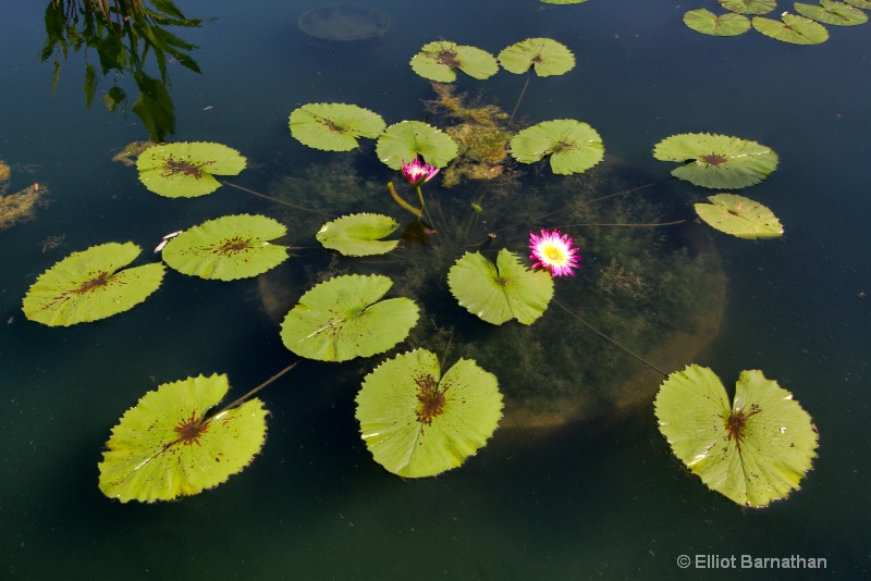 Lilly Garden in Forest Park 27