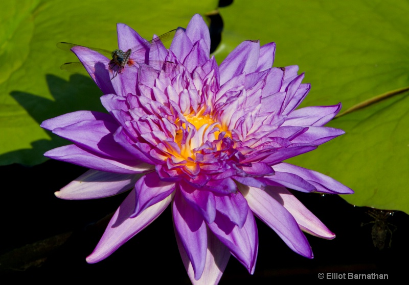 Lilly Garden in Forest Park 25