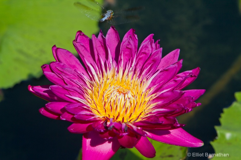 Lilly Garden in Forest Park 24