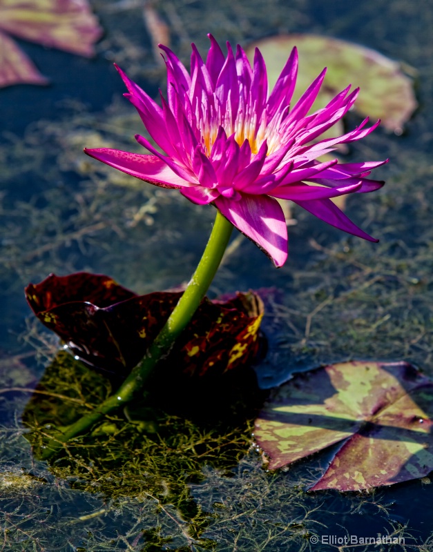 Lilly Garden in Forest Park 22