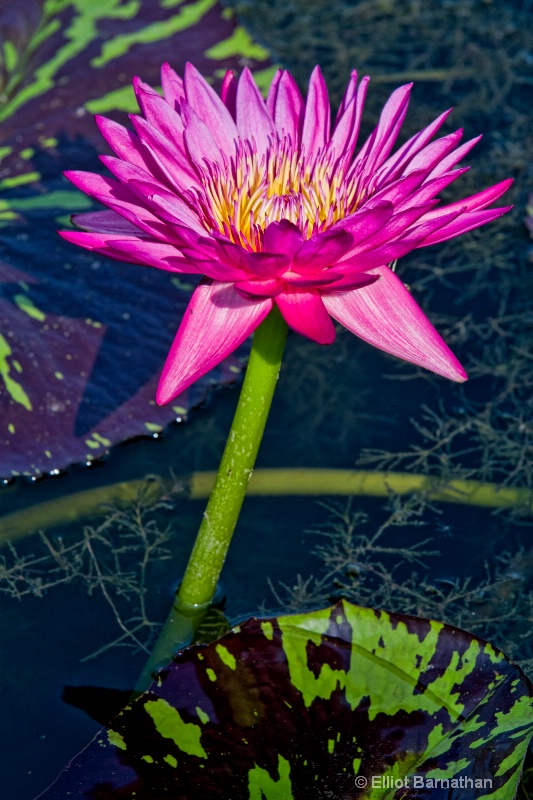 Lilly Garden in Forest Park 19