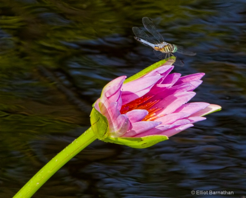 Lilly Garden in Forest Park 18