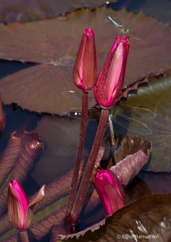 Lilly Garden in Forest Park 16