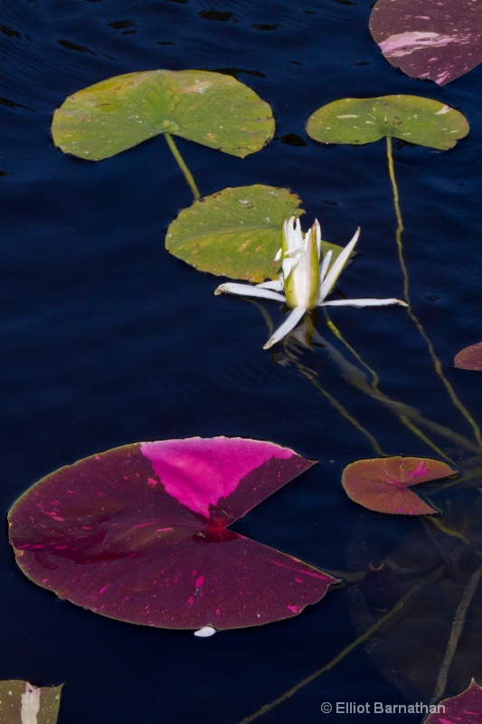 Lilly Garden in Forest Park 15