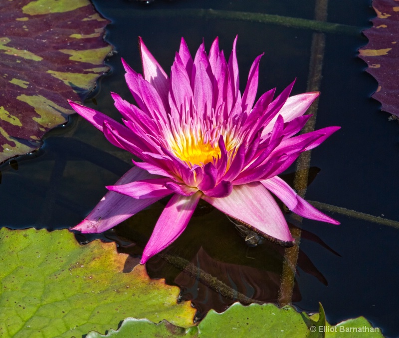 Lilly Garden in Forest Park 14