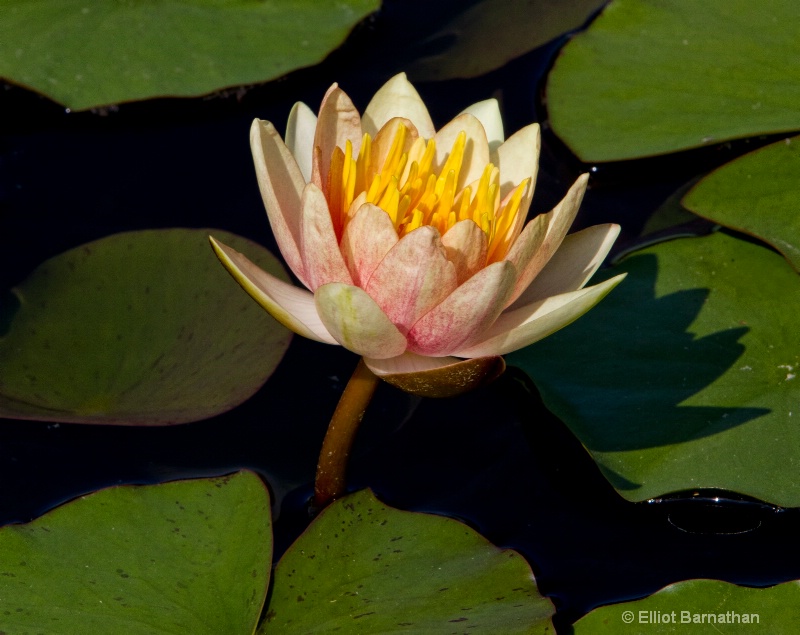 Lilly Garden in Forest Park 13