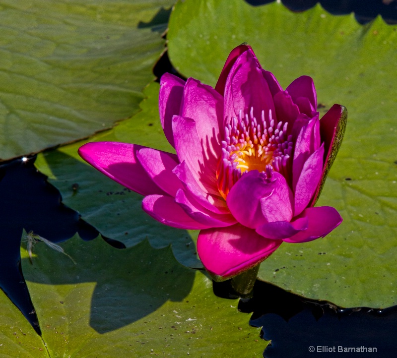 Lilly Garden in Forest Park 12