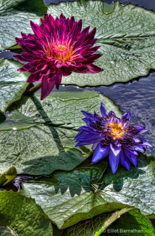 Lilly Garden in Forest Park 9