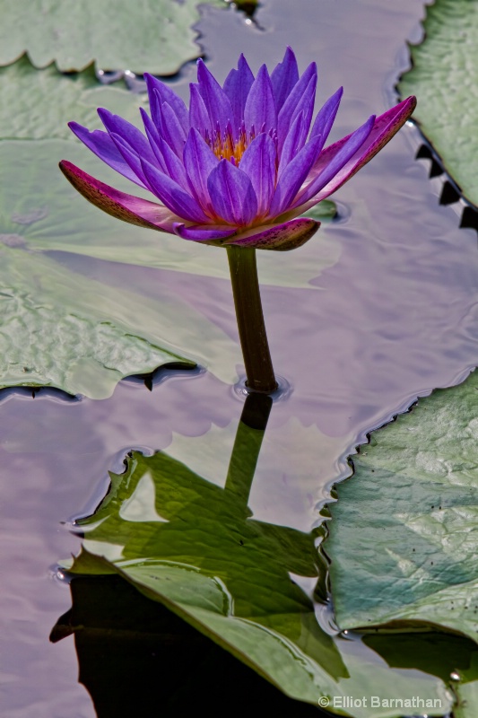 Lilly Garden in Forest Park 8