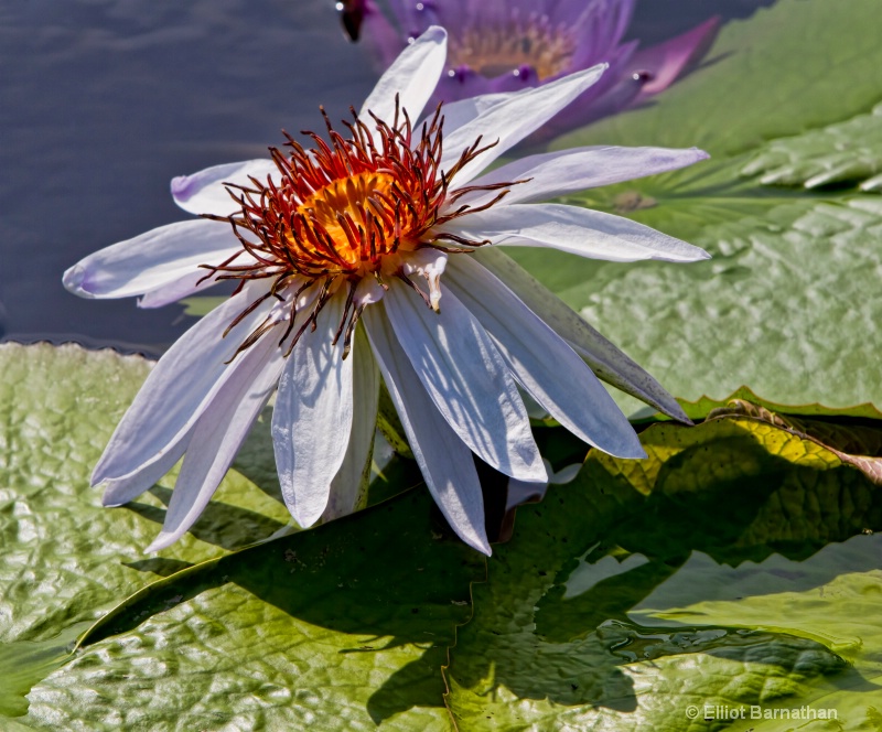 Lilly Garden in Forest Park 7