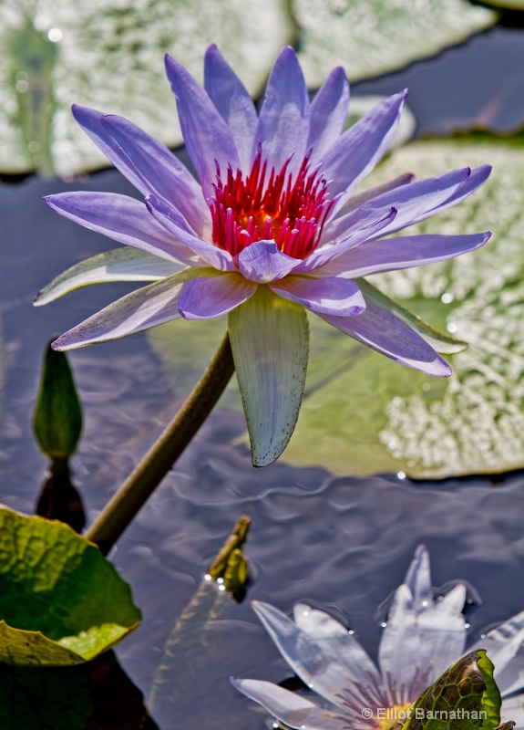 Lilly Garden in Forest Park 6