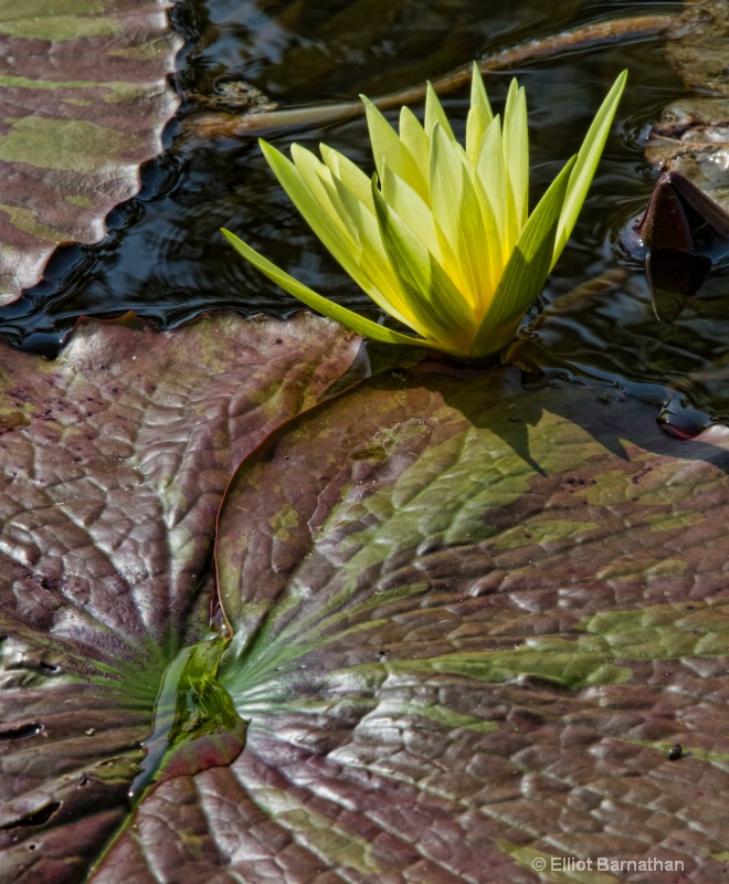 Lilly Garden in Forest Park 5