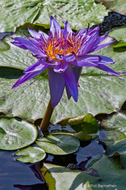 Lilly Garden in Forest Park 4