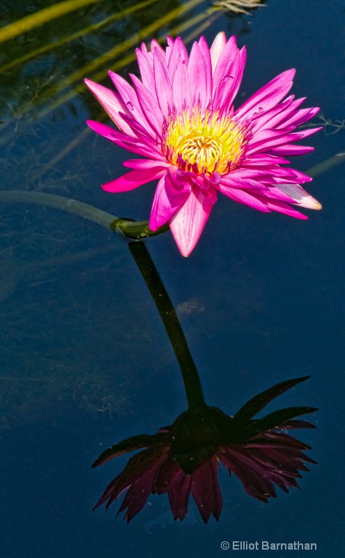 Lilly Garden in Forest Park 3