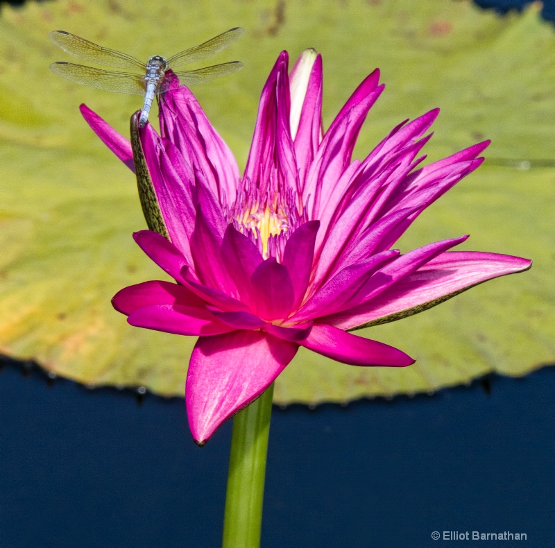 Lilly Garden in Forest Park 2