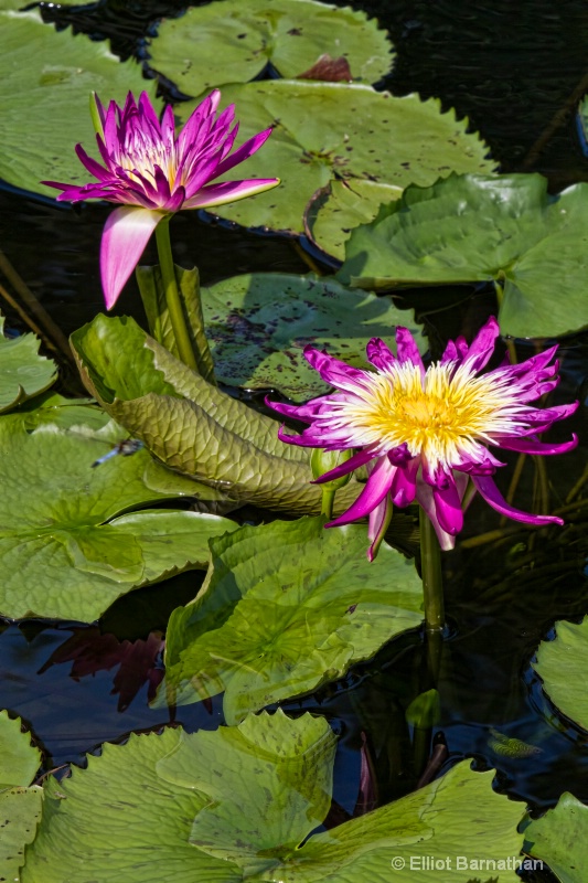 Lilly Garden in Forest Park 1