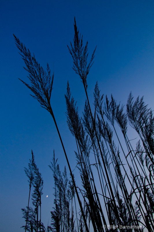 Stone Harbor 1