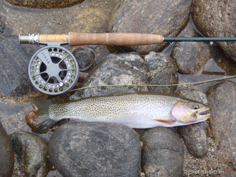 Western Cutthroat Trout 3