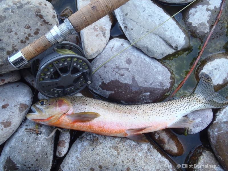 Spawning Male Western Cutthroat Trout 1