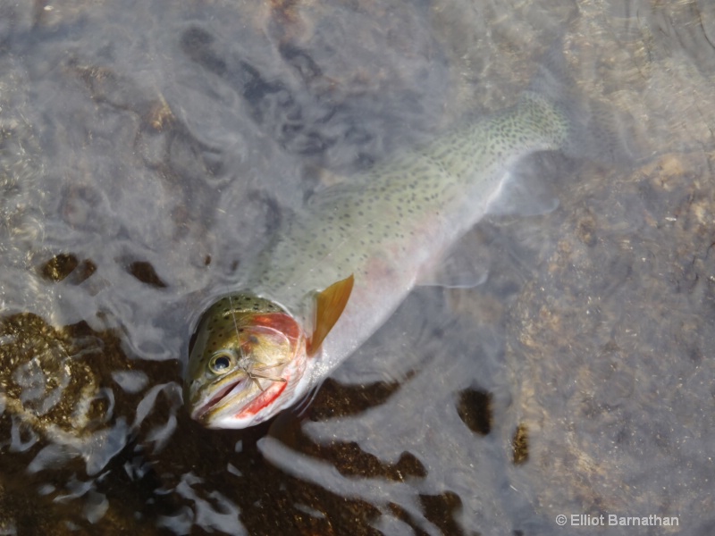 Western Cutthroat Trout 1