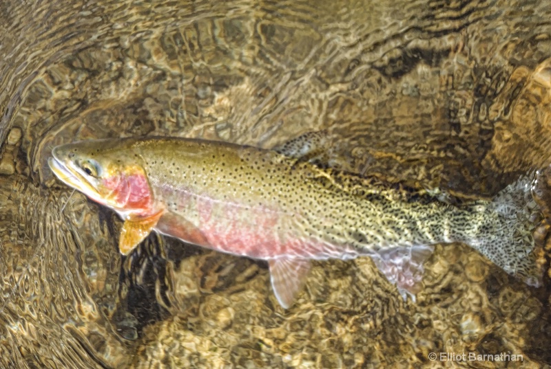 Spawning Male Cutthroat Trout 2