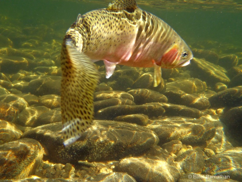 Spawning Male Cutthroat Trout 1