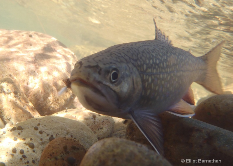 Brook Trout 2