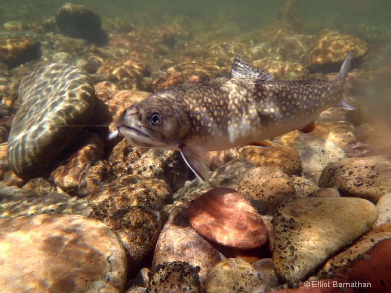 Brook Trout 1