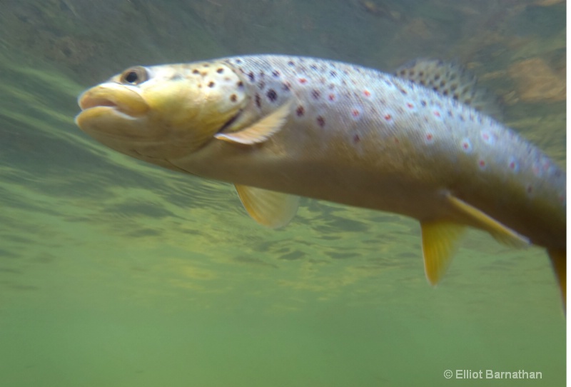 Brown Trout 2