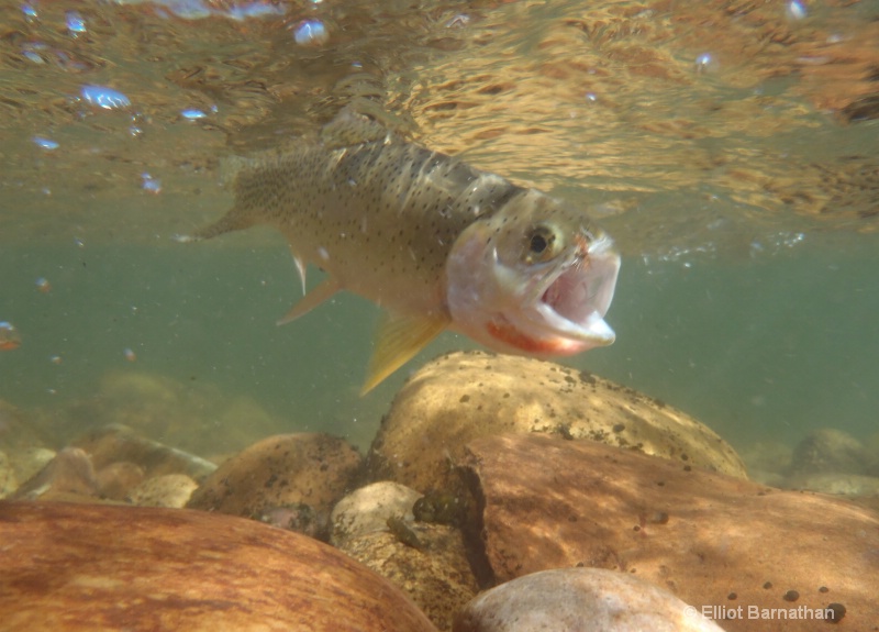 Western Cutthroat Trout 1