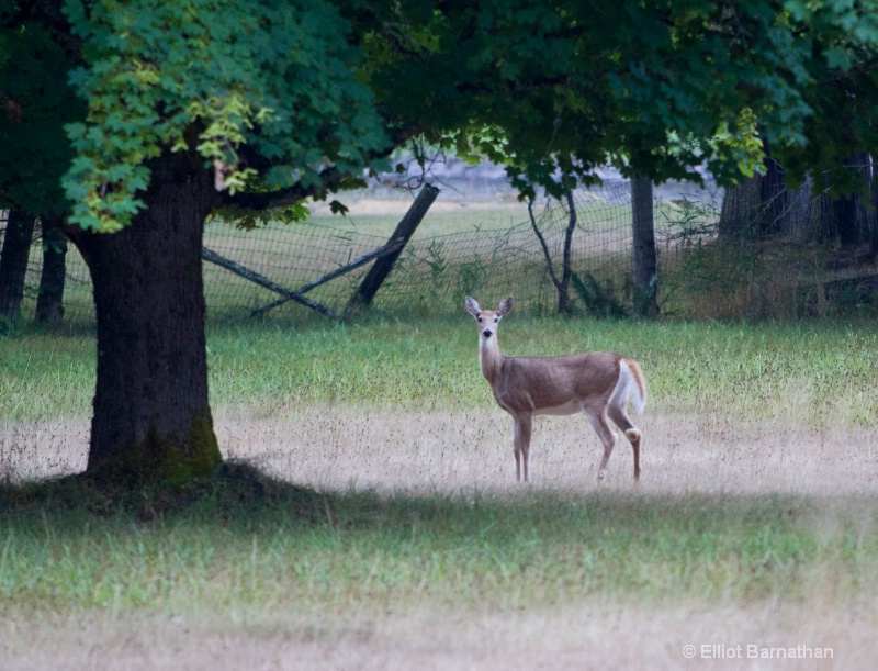 White Tailed Deer 4