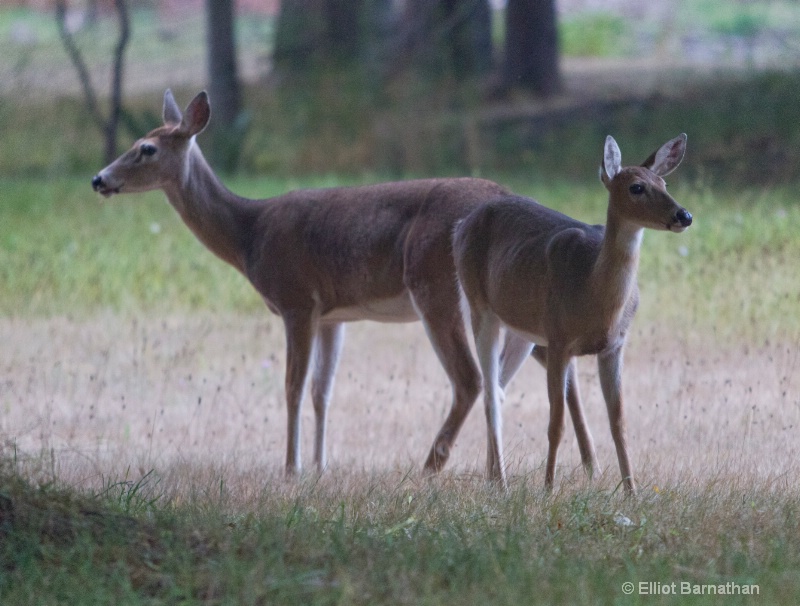 White Tailed Deer 3