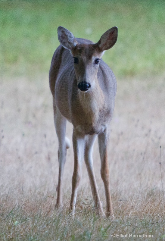 White Tailed Deer 2