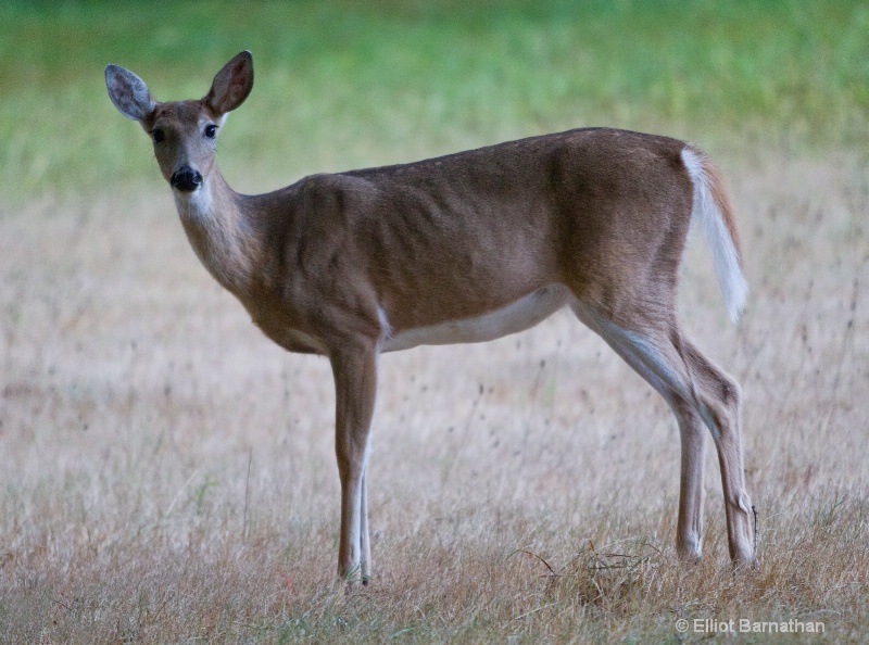 White Tailed Deer 1