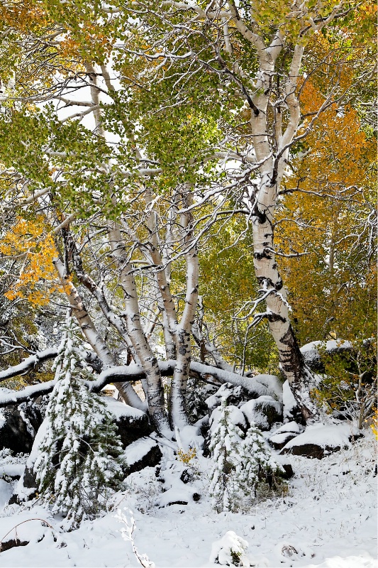 First Snow