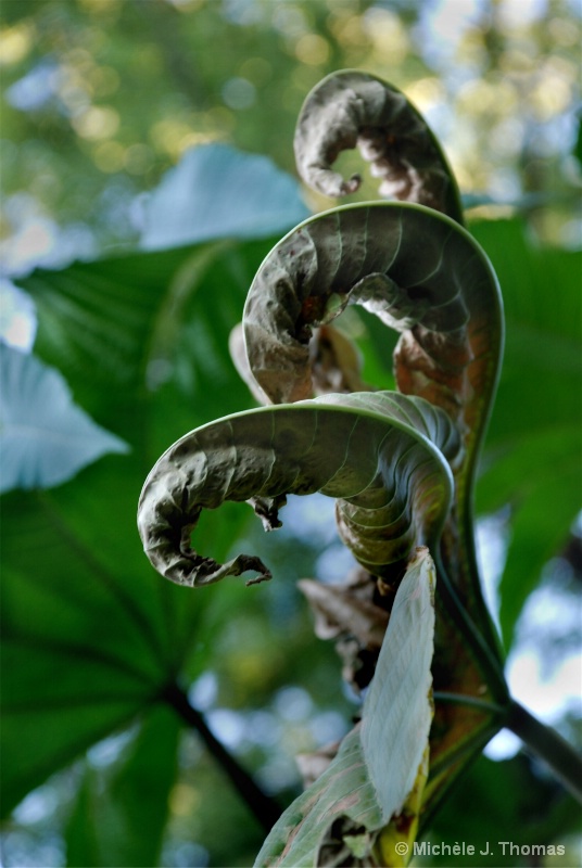 Twisted Leaves !