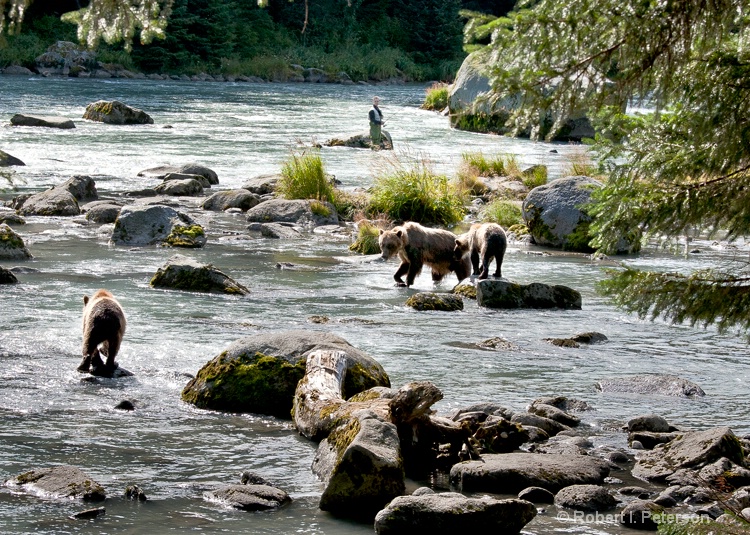 Sharing the salmon run